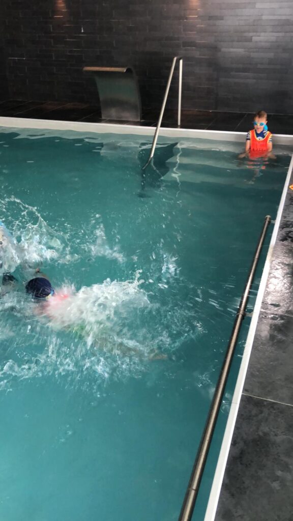 cours de natation 56